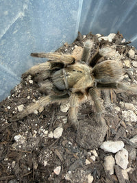 Oklahoma Brown Tarantula (Aphonopelma hentzi)