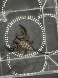 Olive Keeled Flat Rock Scorpion, Hadogenes paucidens, image 2