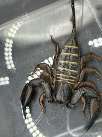 Olive Keeled Flat Rock Scorpion, Hadogenes paucidens, image 3
