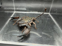 Olive Keeled Flat Rock Scorpion, Hadogenes paucidens, image 4