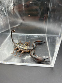 Olive Keeled Flat Rock Scorpion, Hadogenes paucidens, image 5