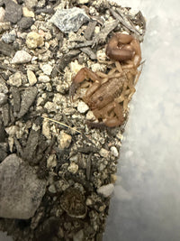 Juvenile Orange Cave Scorpions (Tityopsis sheylae) clustered on damp substrate