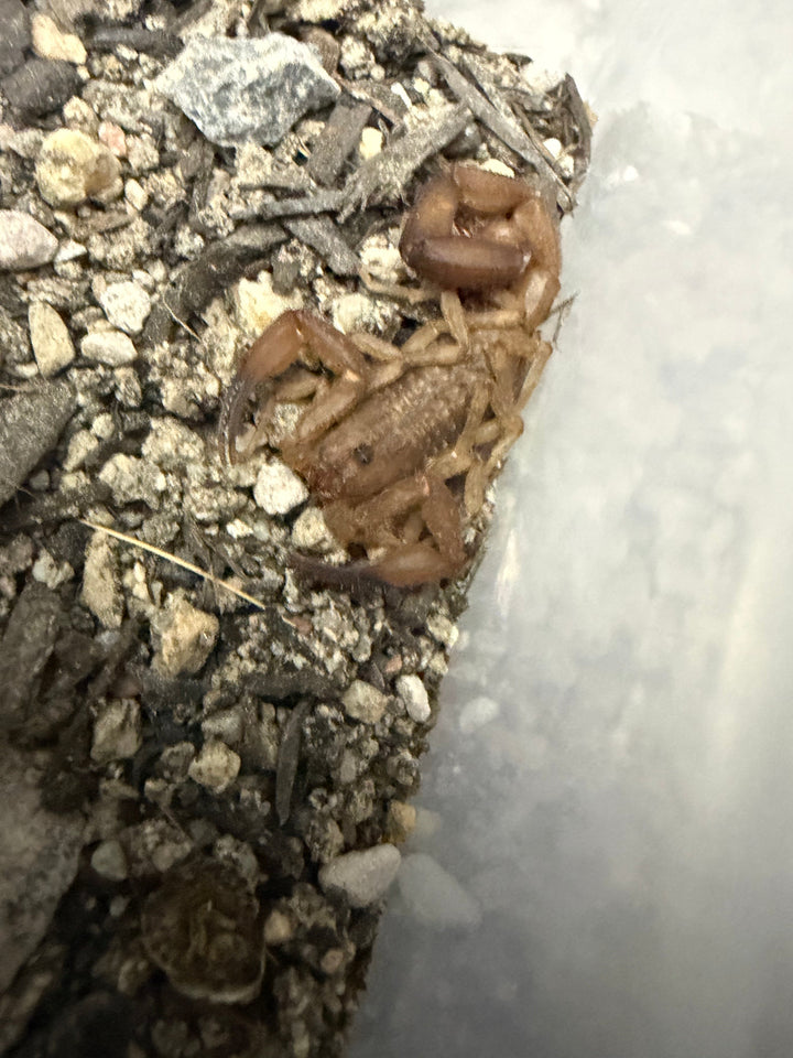 Close-up of juvenile Orange Cave Scorpions (Tityopsis sheylae) in their enclosure