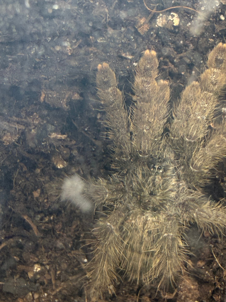 Ornamental Baboon Tarantula, Heteroscodra maculata, image 2
