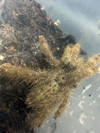 Ornamental Baboon Tarantula, Heteroscodra maculata, image 3