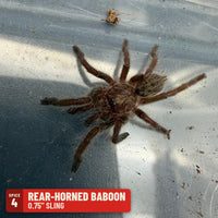 Rear-Horned Baboon Tarantula (Ceratogyrus darlingi), 0.75" sling, Spice 4: one of the 4 in the OW Baboon Four Sling Pack