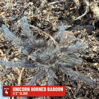 Unicorn Horned Baboon Tarantula (Ceratogyrus marshalli), 1/2" sling, Spice 4: one of the 4 in the OW Baboon Four Sling Pack