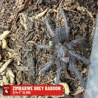 Zimbabwe Grey Baboon Tarantula (Ceratogyrus meridionalis), 3/4-1" sling, Spice 4: one of the 4 in the OW Baboon Four Sling Pack