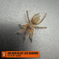 Golden Blue Leg Baboon Tarantula (Harpactira pulchripes), 0.5-0.75" sling, Spice 3: one of the 4 in the OW Baboon Four Sling Pack