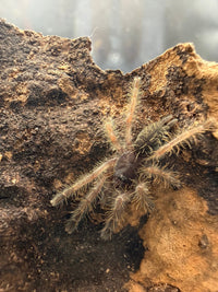 Peach Earth Tiger Tarantula (Aspinochilus rufus), image 1