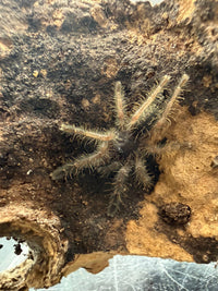 Peach Earth Tiger Tarantula (Aspinochilus rufus), image 2