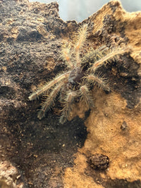 Peach Earth Tiger Tarantula (Aspinochilus rufus), image 3