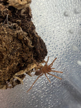 Philippine Tangerine Tarantula (Selenobrachys philippinus)
