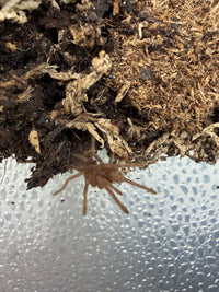 Philippine Tangerine Tarantula (Selenobrachys philippinus)