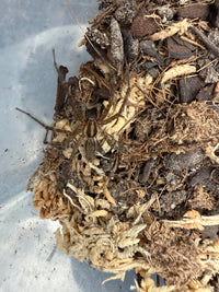 Potter's Funnel Weaver (Agelenopsis potteri) Size TBD