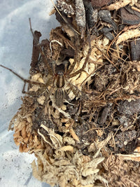 Potter's Funnel Weaver (Agelenopsis potteri) Size TBD