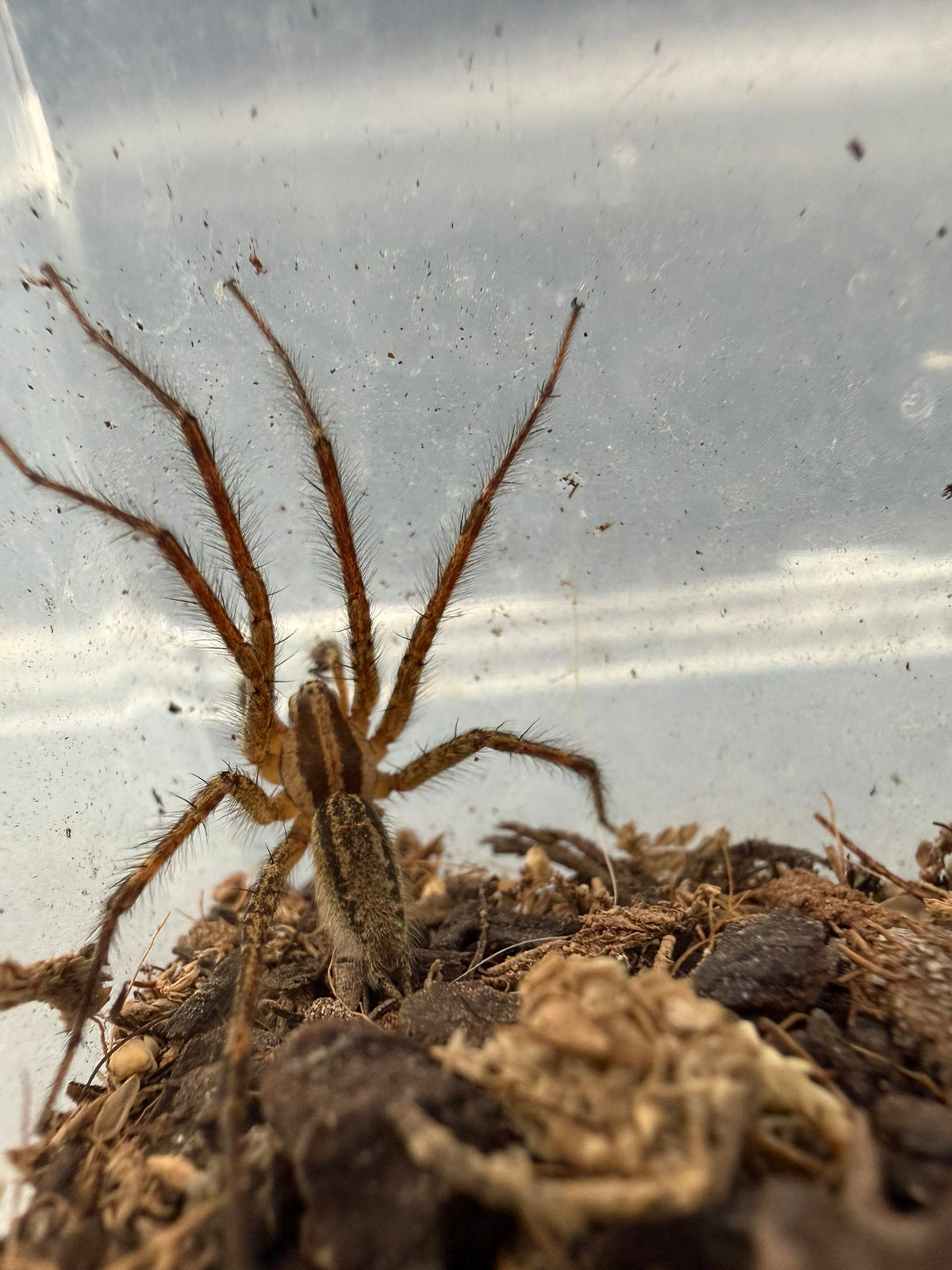 Potter's Funnel Weaver (Agelenopsis potteri) Size TBD