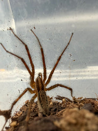 Potter's Funnel Weaver (Agelenopsis potteri) Size TBD