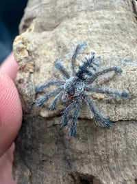 Purple Pink Toe Tarantula (Avicularia purpurea), image 2