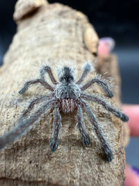 Purple Pink Toe Tarantula (Avicularia purpurea), image 3