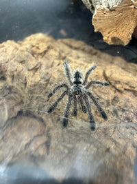 Purple Pink Toe Tarantula (Avicularia purpurea), image 4