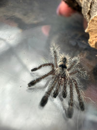 Purple Pink Toe Tarantula (Avicularia purpurea), image 5