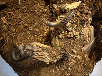 Purple Rainbow Ivory Millipedes (Chicobolus spinigerus) among rotting hardwood substrate