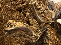Purple Rainbow Ivory Millipedes (Chicobolus spinigerus) foraging across decaying wood