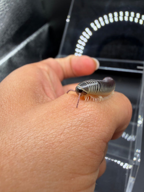 Purple Rainbow Ivory Millipede, Chicobolus spinigerus