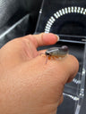 Purple Rainbow Ivory Millipede, Chicobolus spinigerus