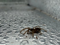 Quezon Blue Earth Tiger Tarantula (Orphnaecus sp. "Quezon Blue")