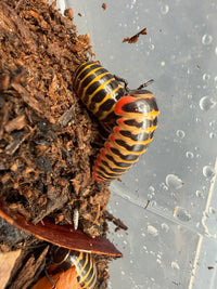 Rainbow Candy Pill Millipedes (Rhopalomeris carnifex), grouped on substrate, with yellow bands and red trim