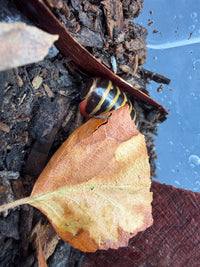 Rainbow Candy Pill Millipede (Rhopalomeris carnifex), partly beneath a brown leaf, showing yellow bands
