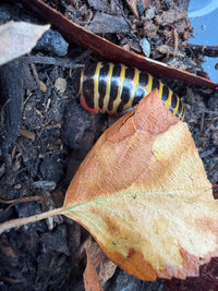 Rainbow Candy Pill Millipede (Rhopalomeris carnifex), partly beneath a brown leaf, showing yellow bands