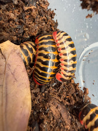 Rainbow Candy Pill Millipedes (Rhopalomeris carnifex), grouped beside a leaf, with glossy black plates