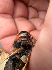 Rainbow Candy Pill Millipede (Rhopalomeris carnifex), front view on a palm beside leaf litter