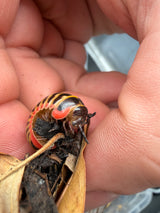 Rainbow Candy Pill Millipede (Rhopalomeris carnifex), angled front view, with red trim and antennae visible