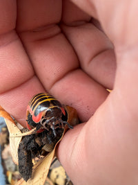 Rainbow Candy Pill Millipede (Rhopalomeris carnifex), front view on a palm beside leaf litter