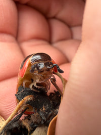 Rainbow Candy Pill Millipede (Rhopalomeris carnifex), close-up of head and antennae against a palm