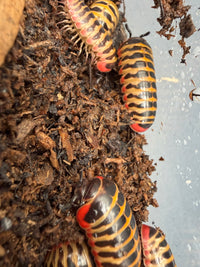 Rainbow Candy Pill Millipedes (Rhopalomeris carnifex), grouped on dark substrate, with yellow bands and red edges