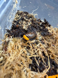Rubber Ducky Pill Millipede, Hyleoglomeris cf Bomba, image 2