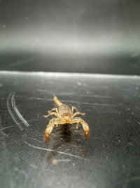 Ruby Rock Scorpion, Diplocentrus spitzeri, image 2