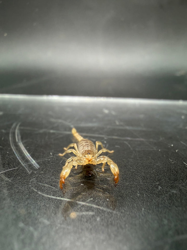 Ruby Rock Scorpion, Diplocentrus spitzeri, image 2