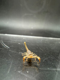 Ruby Rock Scorpion, Diplocentrus spitzeri, image 3