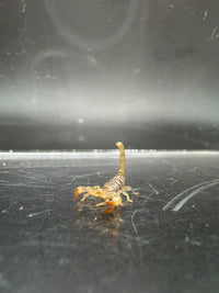 Ruby Rock Scorpion, Diplocentrus spitzeri