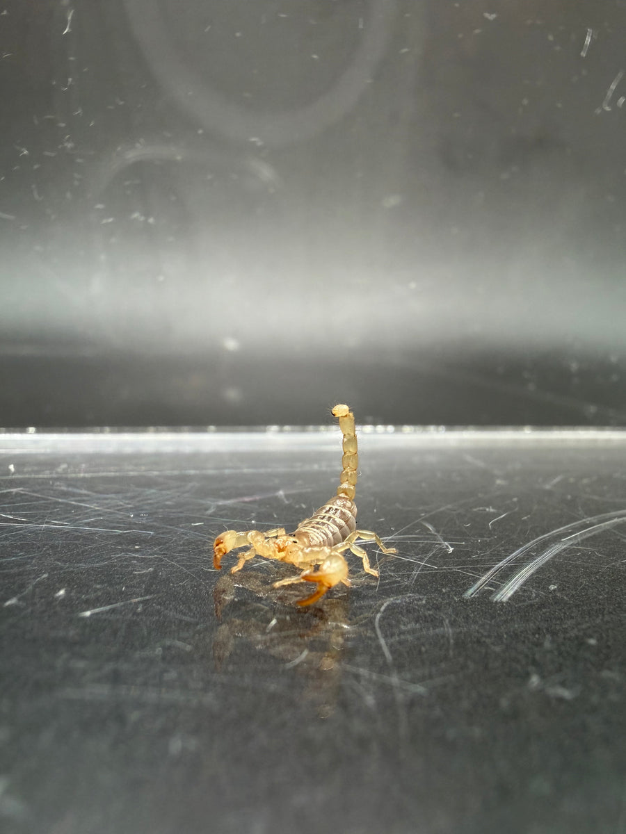Ruby Rock Scorpion, Diplocentrus spitzeri