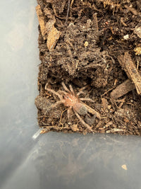 Salmon Pink Bird Eater Tarantula (Lasiodora parahybana), image 1
