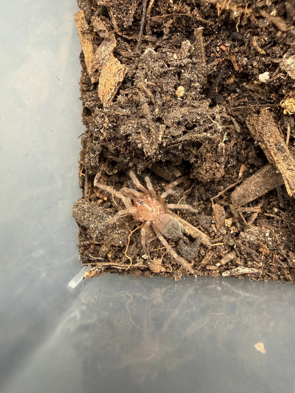 Salmon Pink Bird Eater Tarantula (Lasiodora parahybana), image 1