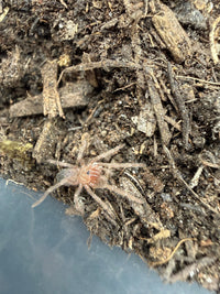 Salmon Pink Bird Eater Tarantula (Lasiodora parahybana), image 2