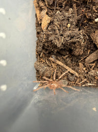 Salmon Pink Bird Eater Tarantula (Lasiodora parahybana), image 3